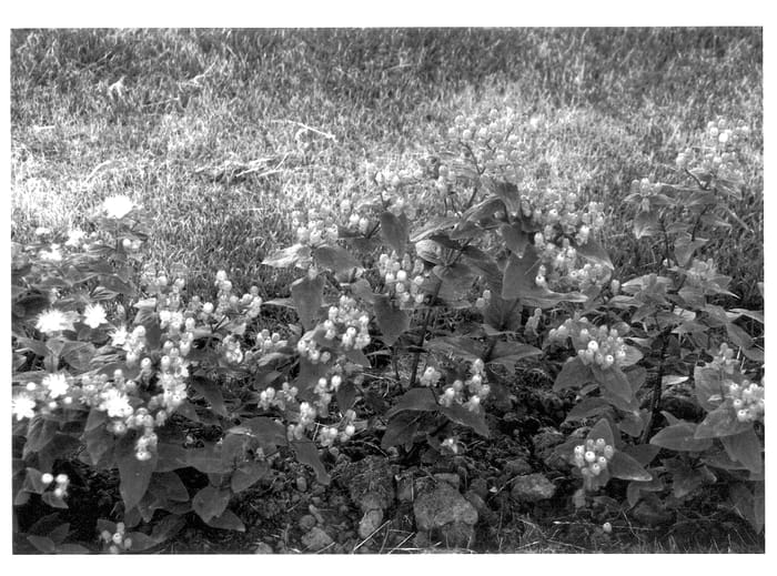 Figure 1 of US plant patent PP14251, the photograph of Bosasuga printed in the patent.
