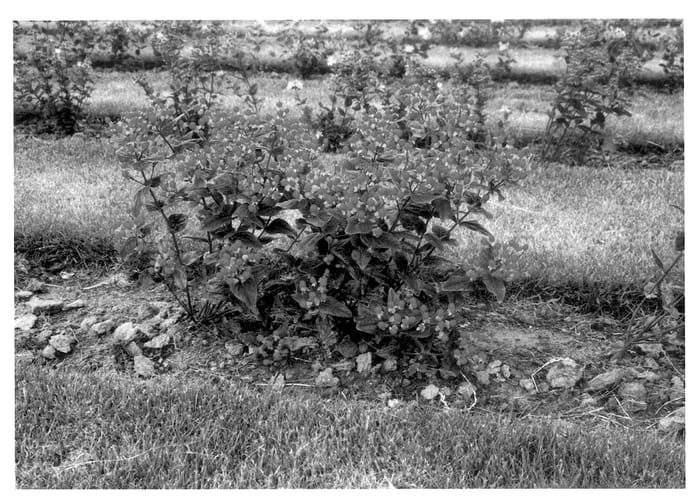 Figure 1 of US plant patent PP14252, the photograph of Bosaenv printed in the patent.
