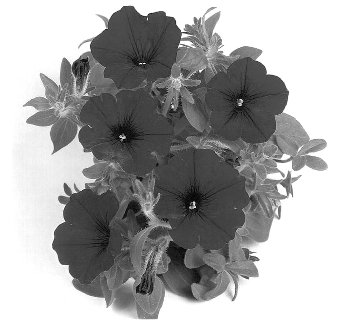 Figure 1 of US plant patent PP14253, the photograph of Duesurimblu printed in the patent.