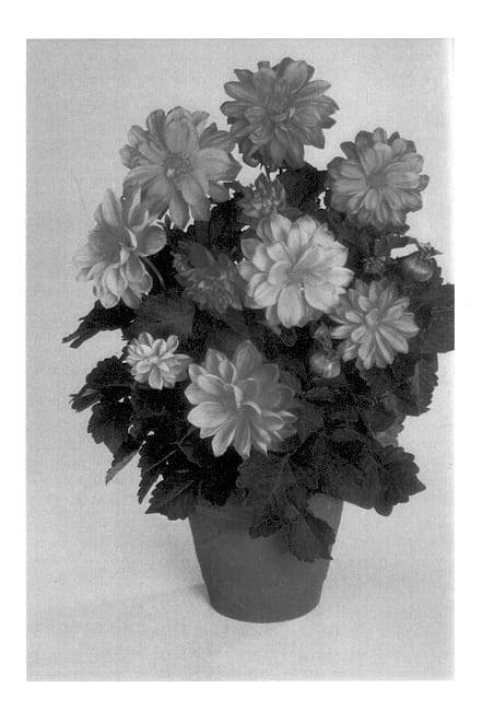 Figure 1 of US plant patent PP14254, the photograph of Balnovches printed in the patent.