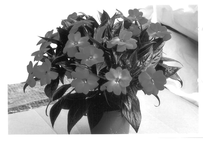 Figure 1 of US plant patent PP14255, the photograph of KLEI01024 printed in the patent.