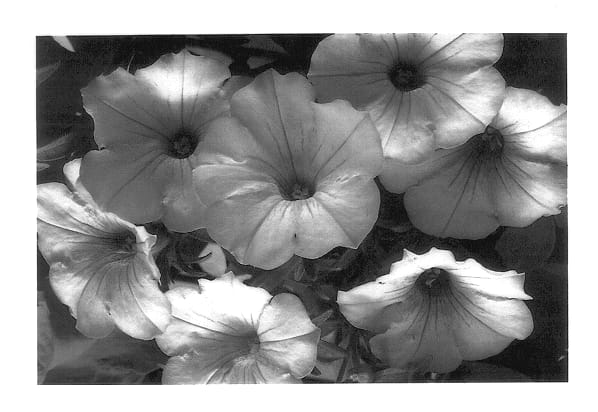 Figure 1 of US plant patent PP14256, the photograph of Whip Ablos printed in the patent.