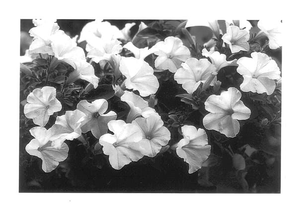 Figure 1 of US plant patent PP14257, the photograph of Whip White printed in the patent.