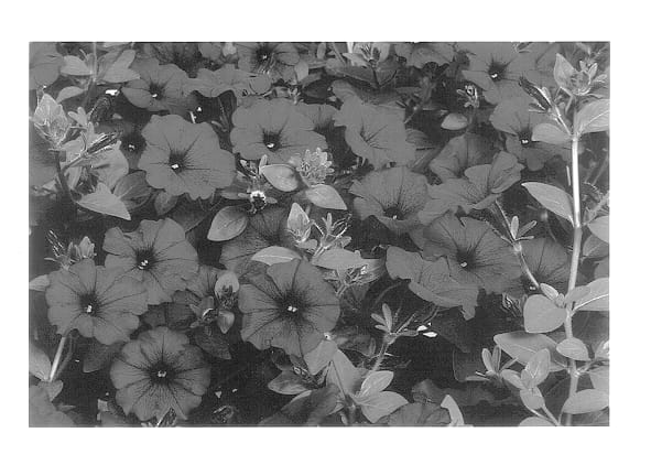 Figure 1 of US plant patent PP14258, the photograph of Whip Burg printed in the patent.
