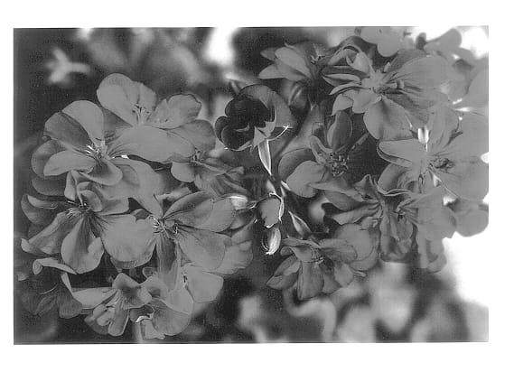 Figure 1 of US plant patent PP14259, the photograph of Free Burg Two printed in the patent.