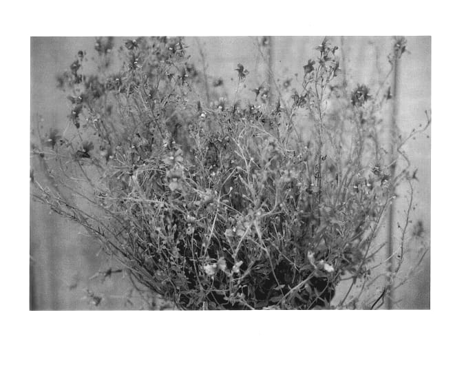 Figure 1 of US plant patent PP14260, the photograph of Penval printed in the patent.