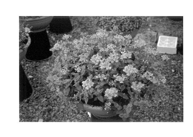 Figure 1 of US plant patent PP14261, the photograph of Pengoon printed in the patent.