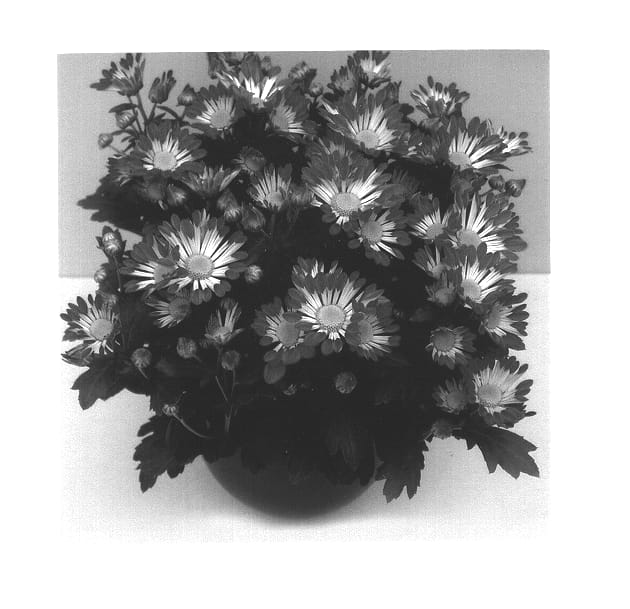 Figure 1 of US plant patent PP14262, the photograph of Mogul Time printed in the patent.