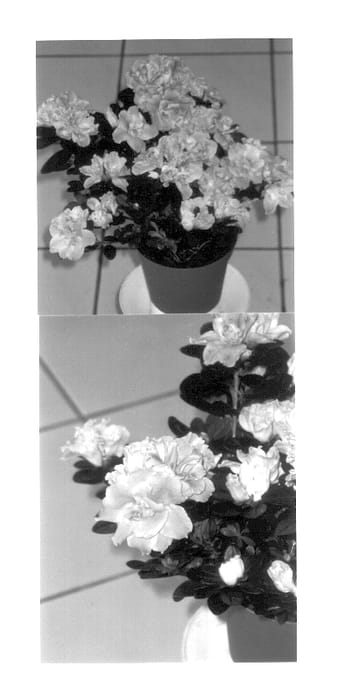 Figure 1 of US plant patent PP14263, the photograph of Miss Lulu printed in the patent.