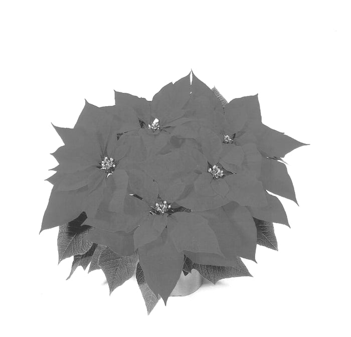 Figure 1 of US plant patent PP14264, the photograph of Dueternity printed in the patent.