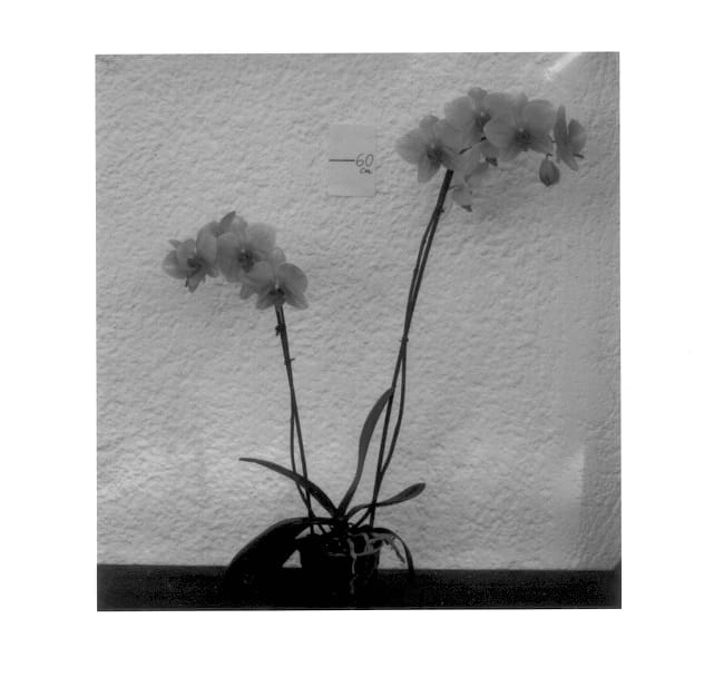 Figure 1 of US plant patent PP14265, the photograph of Exotic Fire printed in the patent.