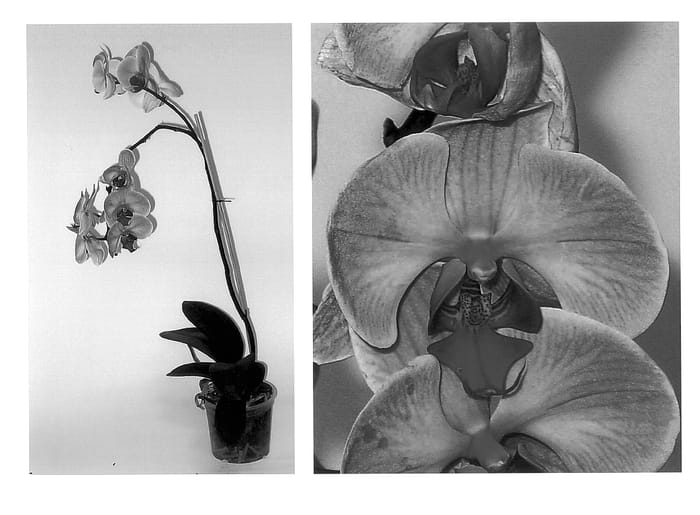 Figure 1 of US plant patent PP14266, the photograph of Osiris printed in the patent.