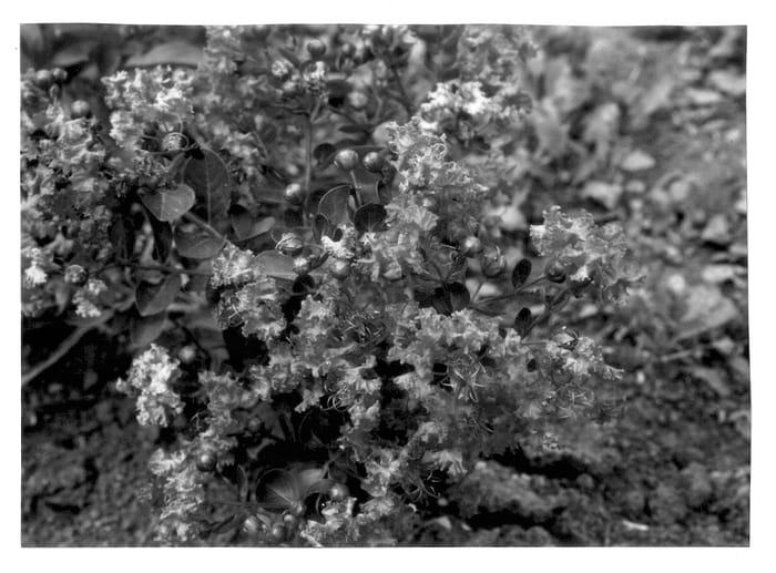 Figure 1 of US plant patent PP14267, the photograph of Violet Filli printed in the patent.