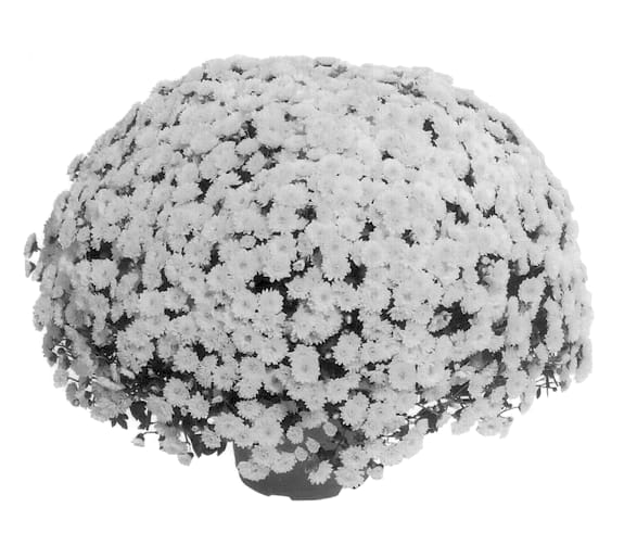 Figure 1 of US plant patent PP14268, the photograph of Pjhavan printed in the patent.