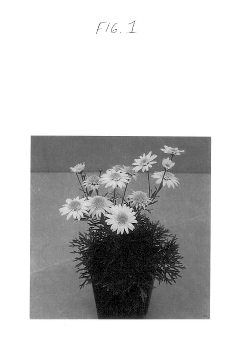 Figure 1 of US plant patent PP14269, the photograph of Balargluite printed in the patent.