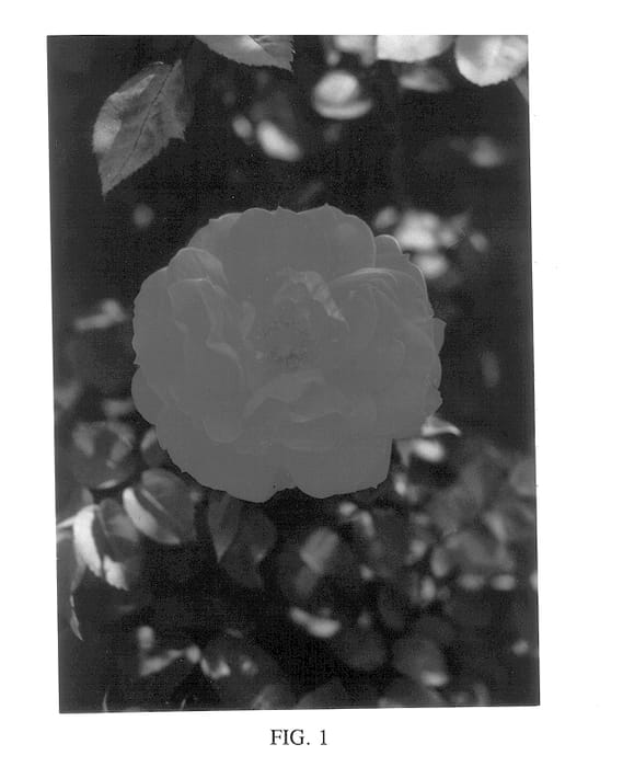 Figure 1 of US plant patent PP14270, the photograph of Radramblin printed in the patent.