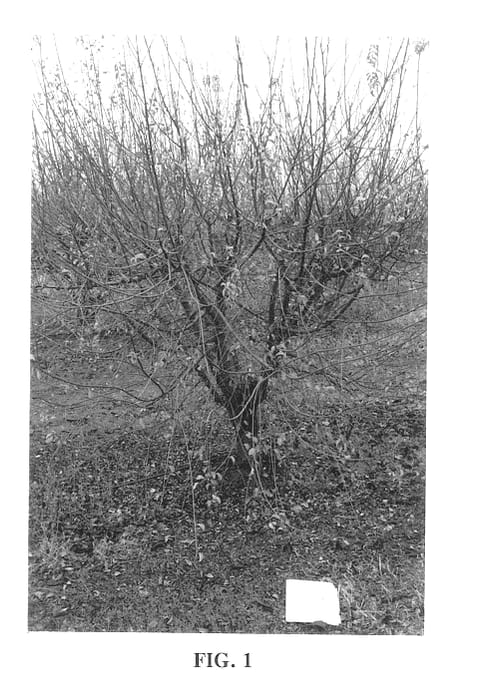 Figure 1 of US plant patent PP14271, the photograph of UCMH 56 printed in the patent.