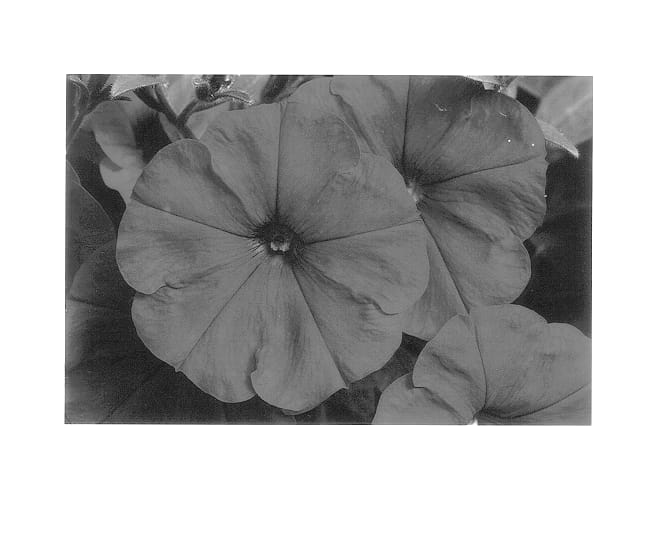 Figure 1 of US plant patent PP14272, the photograph of Jam Cherose printed in the patent.