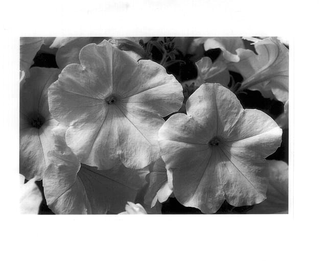 Figure 1 of US plant patent PP14273, the photograph of Jam White printed in the patent.