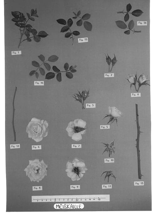 Figure 1 of US plant patent PP14274, the photograph of Meiskaille printed in the patent.