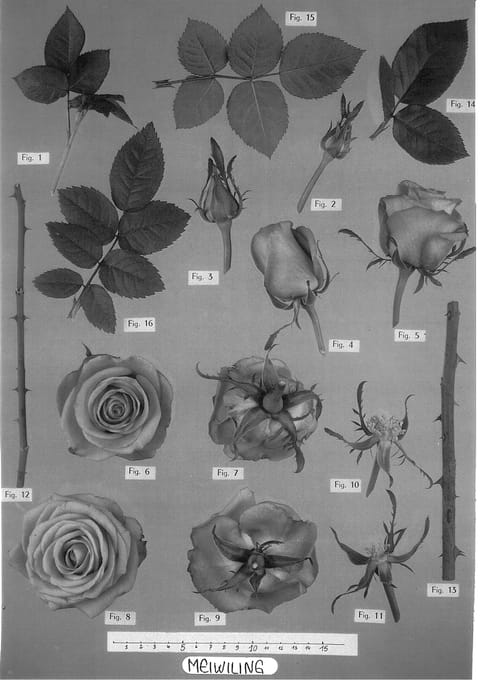 Figure 1 of US plant patent PP14275, the photograph of Meiwiling printed in the patent.