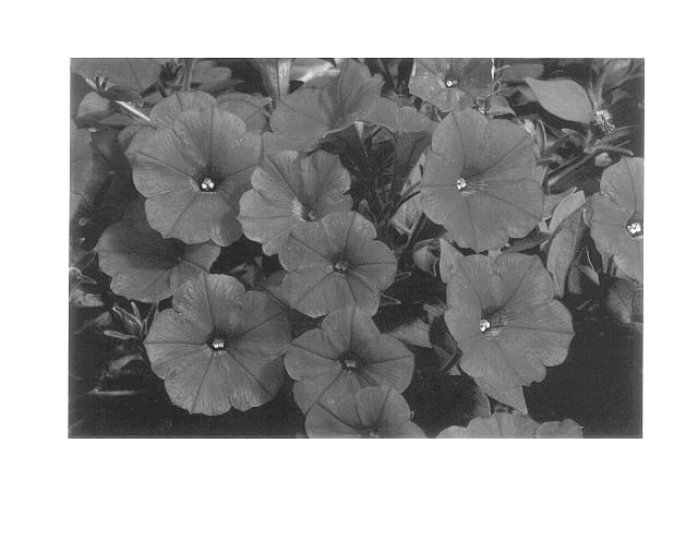 Figure 1 of US plant patent PP14276, the photograph of Whip Darsal printed in the patent.