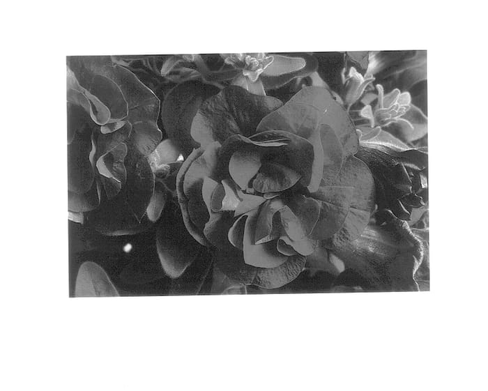 Figure 1 of US plant patent PP14277, the photograph of Reflec Pur printed in the patent.