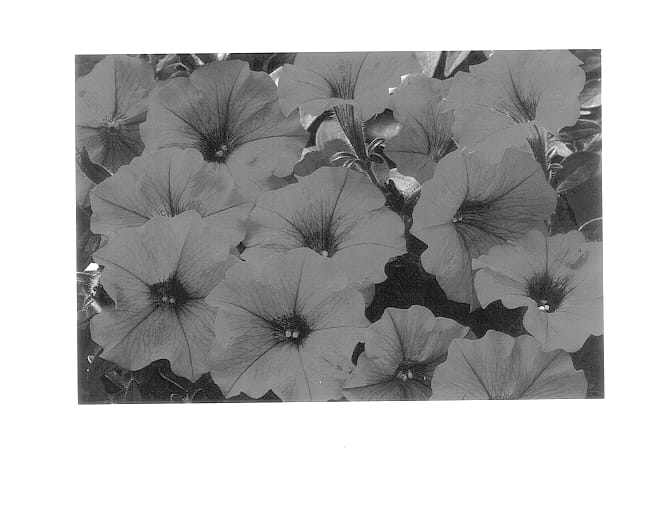 Figure 1 of US plant patent PP14278, the photograph of Whip Rose printed in the patent.