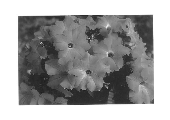 Figure 1 of US plant patent PP14279, the photograph of Jam Laver printed in the patent.