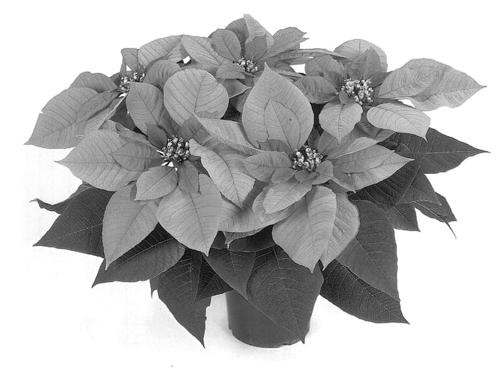 Figure 1 of US plant patent PP14280, the photograph of Dueprempink printed in the patent.