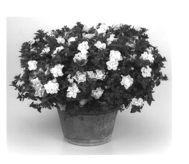 Figure 1 of US plant patent PP14281, the photograph of Kirimaji Double White printed in the patent.