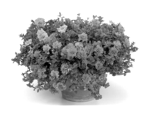 Figure 1 of US plant patent PP14282, the photograph of Kirimaji Double Lavender printed in the patent.