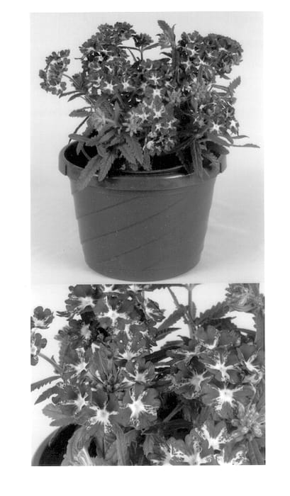Figure 1 of US plant patent PP14283, the photograph of Kirimaji Double Purple printed in the patent.