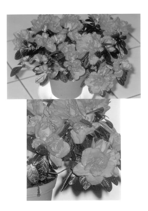 Figure 1 of US plant patent PP14285, the photograph of Ospo printed in the patent.
