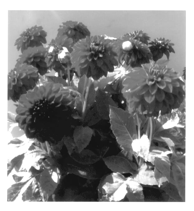 Figure 1 of US plant patent PP14286, the photograph of Melody Mambo printed in the patent.