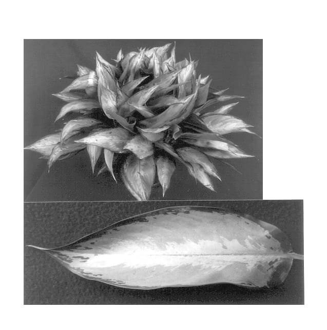Figure 1 of US plant patent PP14287, the photograph of Silverado printed in the patent.
