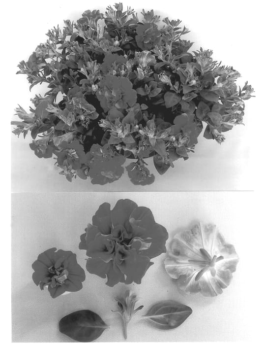 Figure 1 of US plant patent PP14288, the photograph of Cobdarkink printed in the patent.