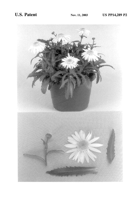 Figure 3 of US plant patent PP14289, the photograph of Angel printed in the patent.