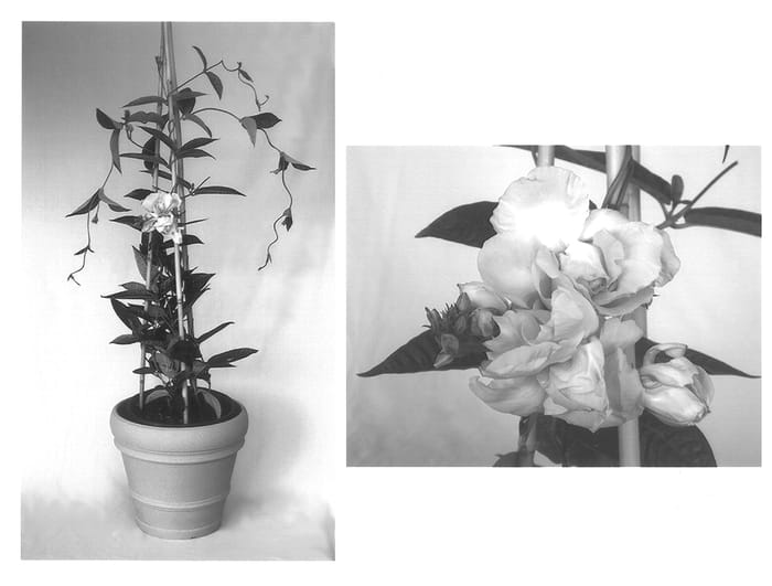 Figure 1 of US plant patent PP14290, the photograph of Monrey printed in the patent.