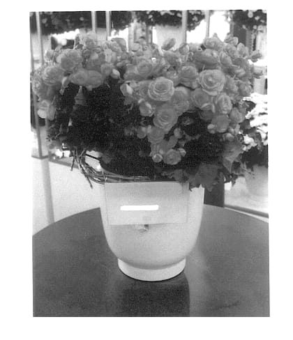 Figure 1 of US plant patent PP14291, the photograph of Bbpicotee printed in the patent.