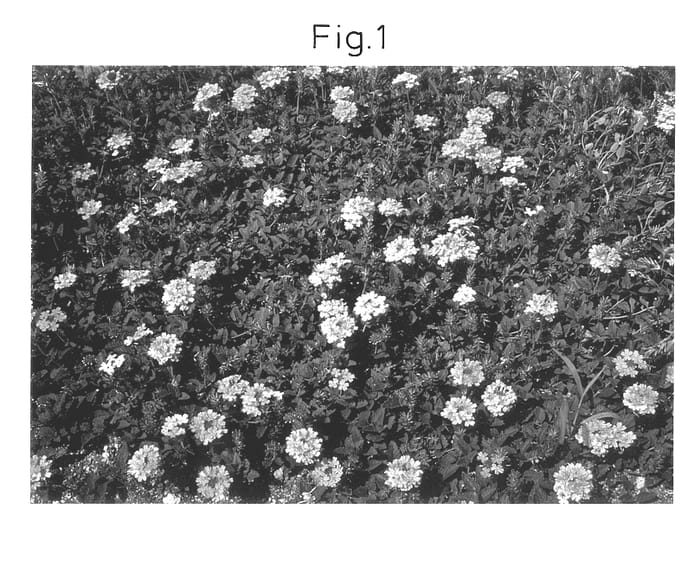 Figure 1 of US plant patent PP14292, the photograph of Sunmaricos printed in the patent.