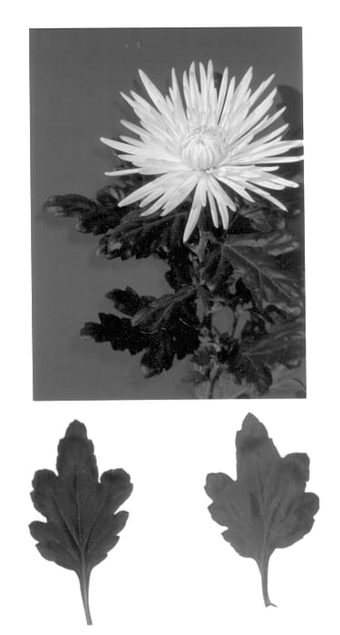 Figure 1 of US plant patent PP14293, the photograph of Anastasia Yellow printed in the patent.