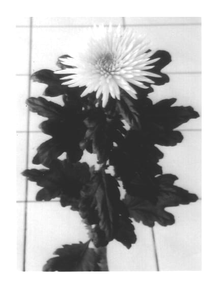 Figure 1 of US plant patent PP14294, the photograph of Anastasia Pink printed in the patent.