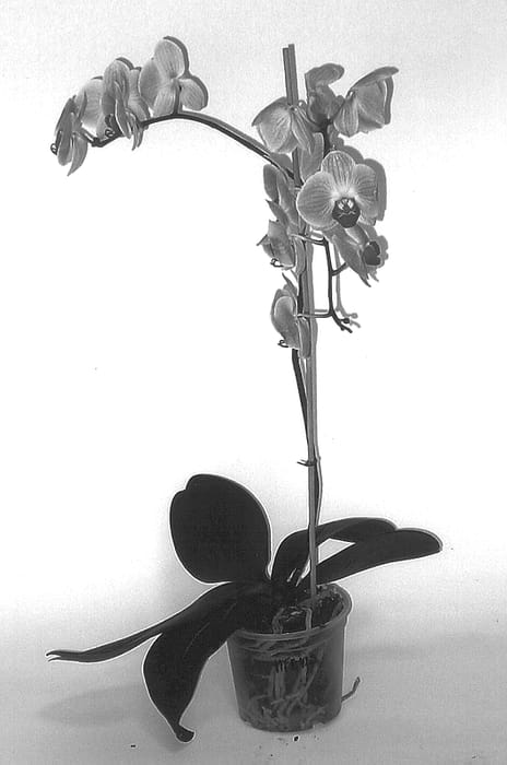 Figure 1 of US plant patent PP14295, the photograph of Isis printed in the patent.