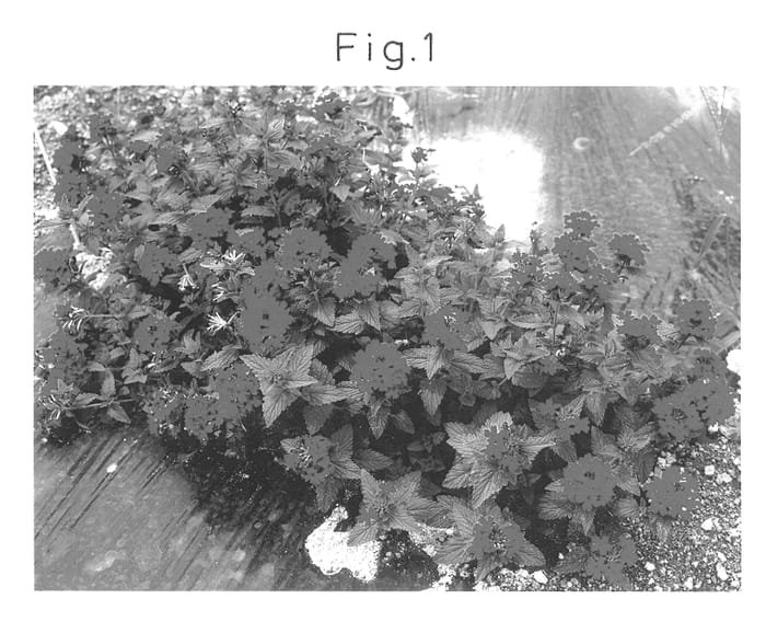 Figure 1 of US plant patent PP14296, the photograph of Sunvivare printed in the patent.