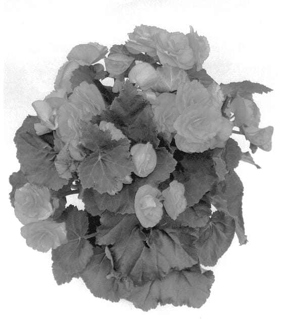 Figure 1 of US plant patent PP14297, the photograph of Bbsirius printed in the patent.