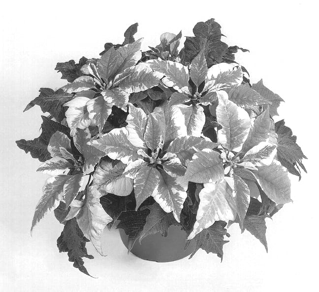 Figure 1 of US plant patent PP14298, the photograph of Dueavant printed in the patent.