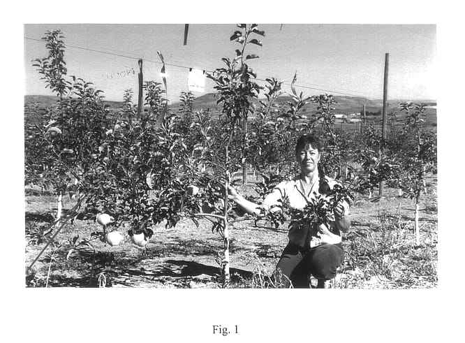 Figure 1 of US plant patent PP14299, the photograph of Irene printed in the patent.