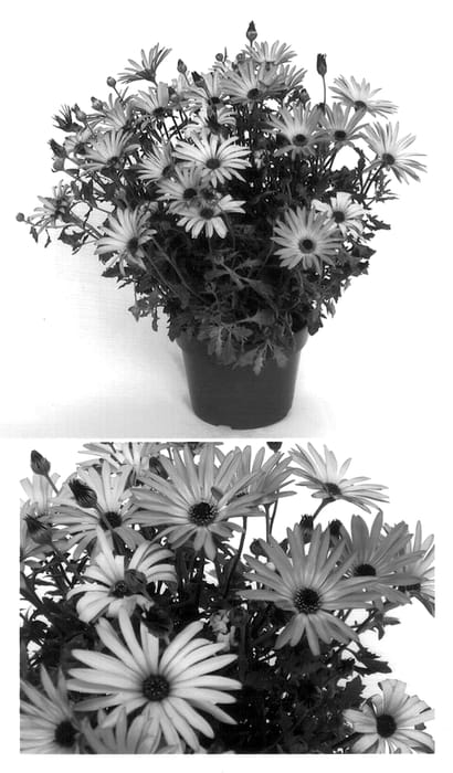 Figure 1 of US plant patent PP14300, the photograph of Akterra printed in the patent.