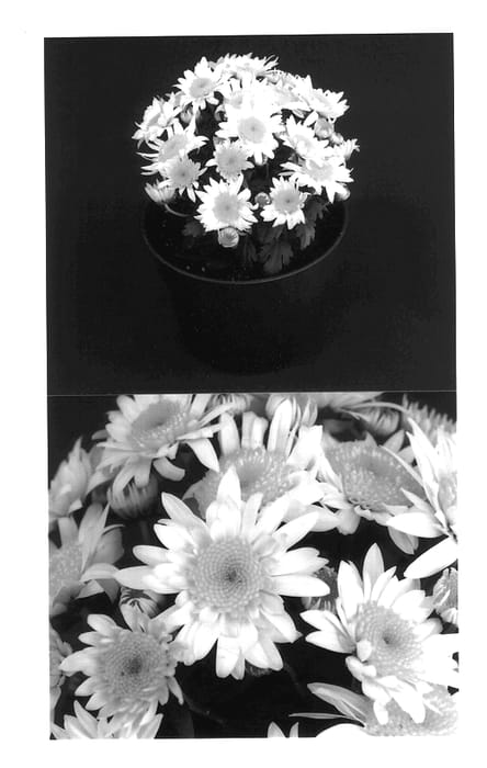 Figure 1 of US plant patent PP14301, the photograph of Yomonica printed in the patent.
